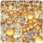 Псилоцибиновые (галлюциногенные)  грибы Psilocybin "Golden Teacher" в Павловском Посаде